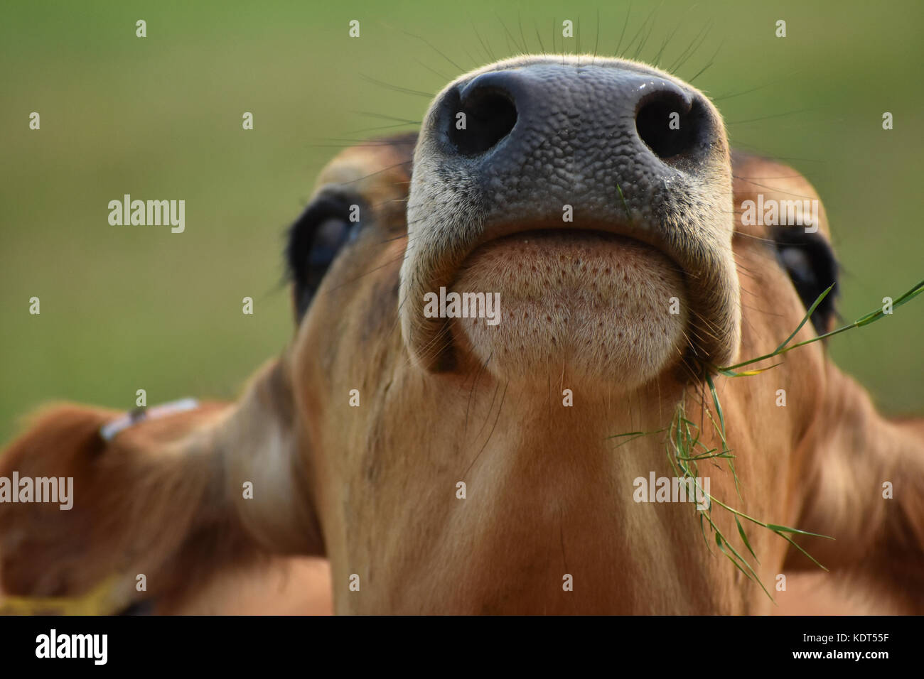 Cow eating grass with head in the air showing its nostrils and mouth closeup. The cows head is tilted upward. Stock Photo