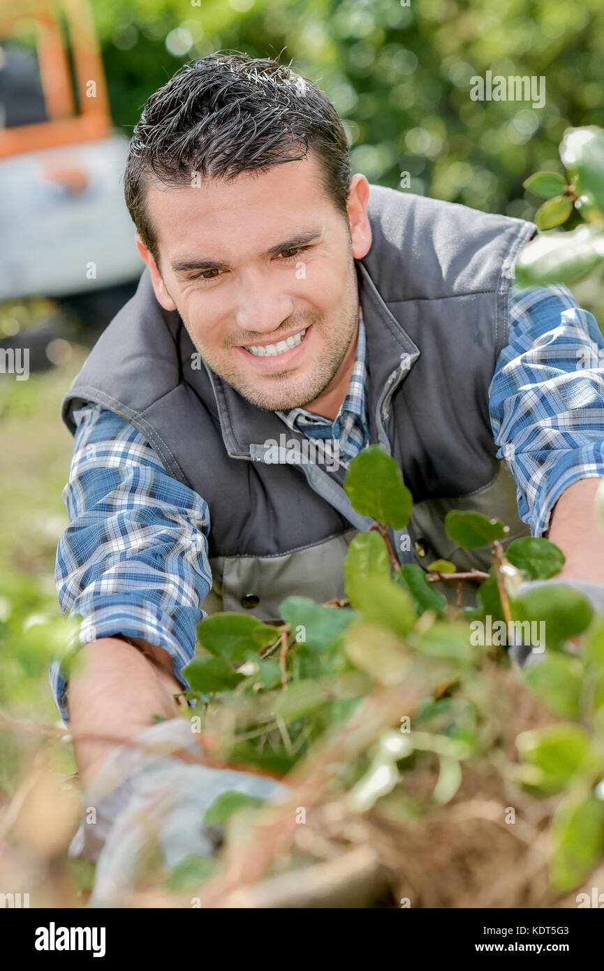 Man pulling weeds hi-res stock photography and images - Alamy