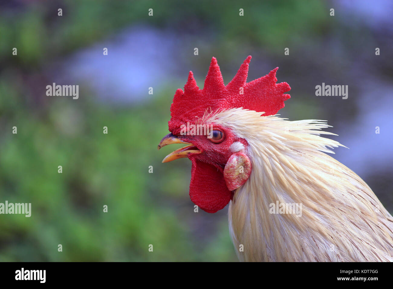 Portrait of a hen head. Head and neck of chicken Stock Photo