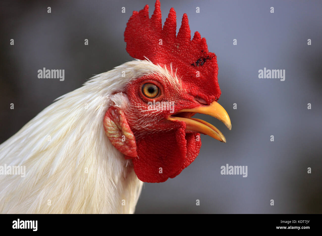 Portrait of a hen head. Head and neck of chicken Stock Photo Alamy