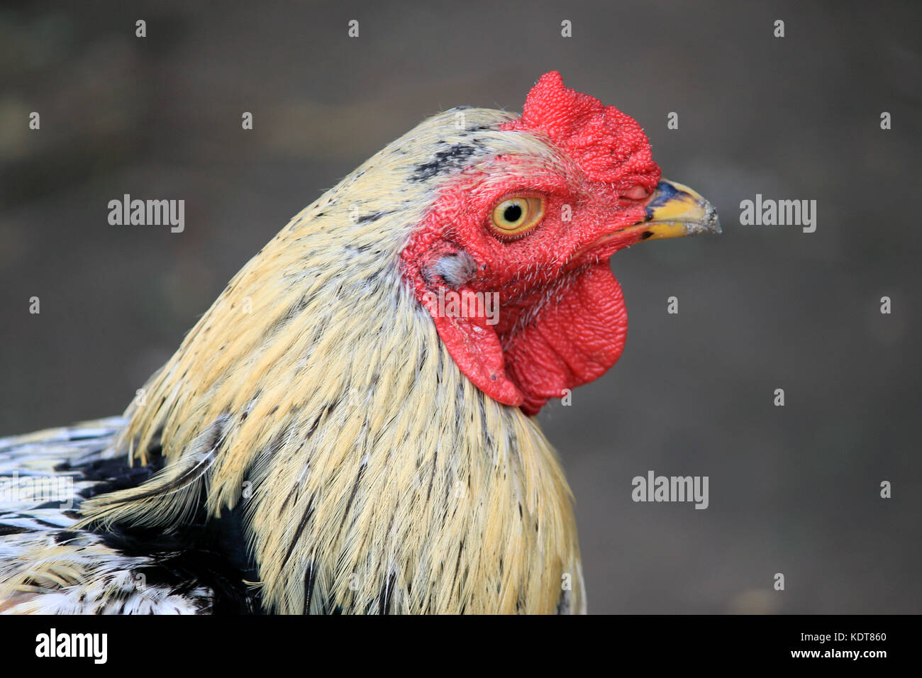 Portrait of a hen head. Head and neck of chicken Stock Photo