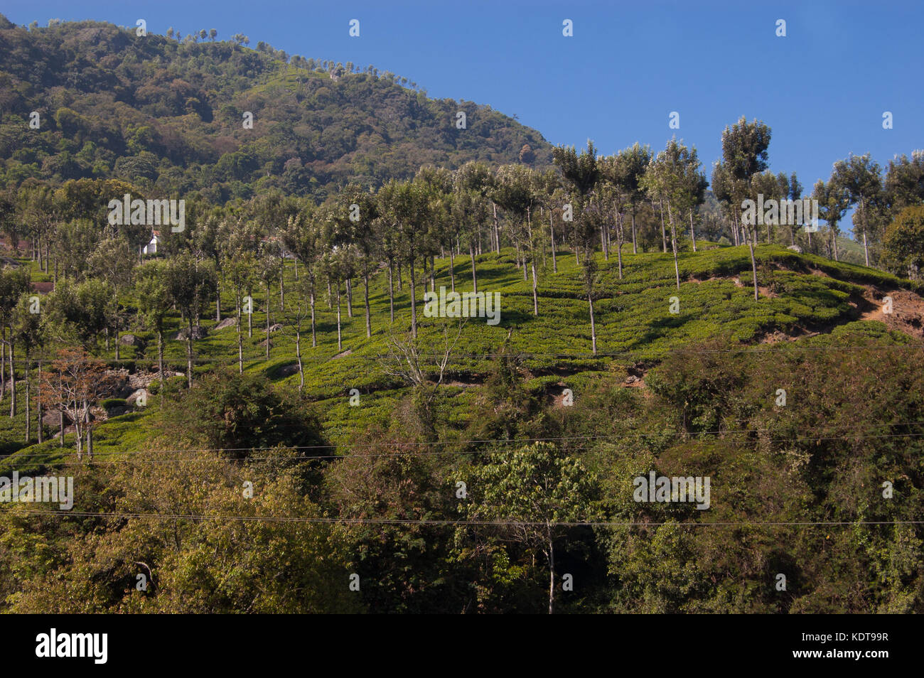 Coonoor, green field, tea plantation. Nilgiri mountain railway. India Stock Photo