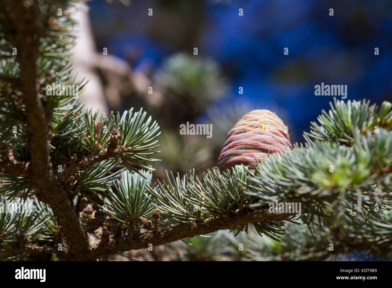 Lebanese cedar pinecone in botanical park, Spain Stock Photo
