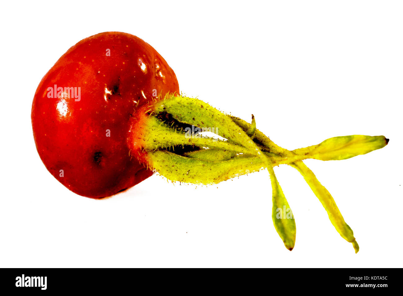 Ripe rose hip fruit isolated on white background Stock Photo - Alamy