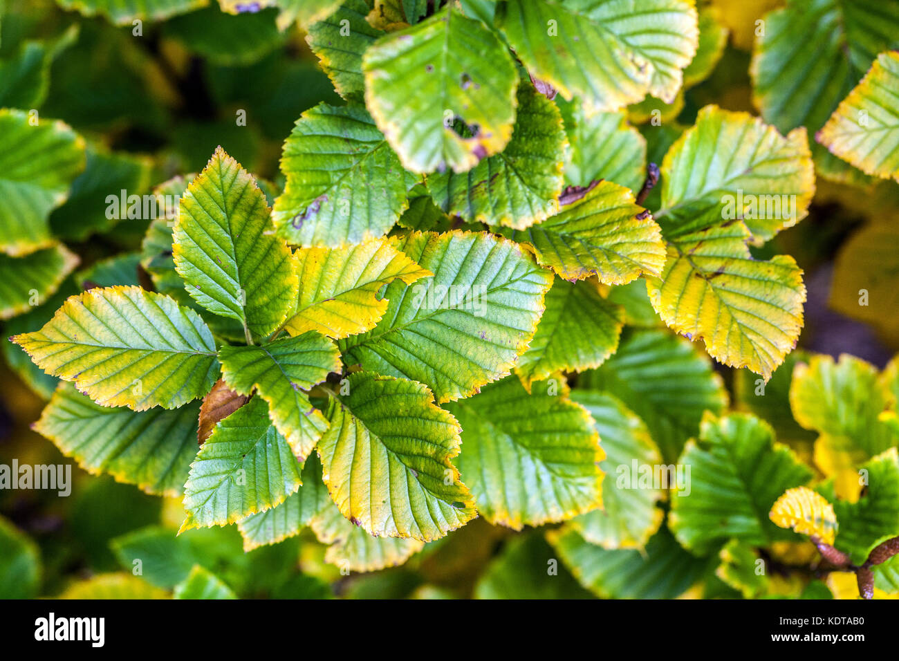 Birch Betula medwediewii 'Gold Bark' autumn foliage birch leaves Stock Photo