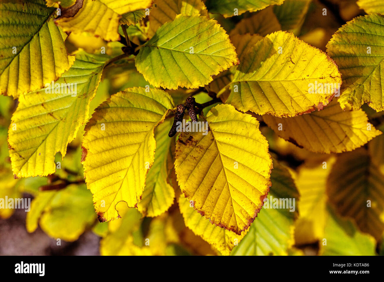 Betula medwediewii 'Gold Bark' autumn birch foliage Betula leaves Yellowing Stock Photo