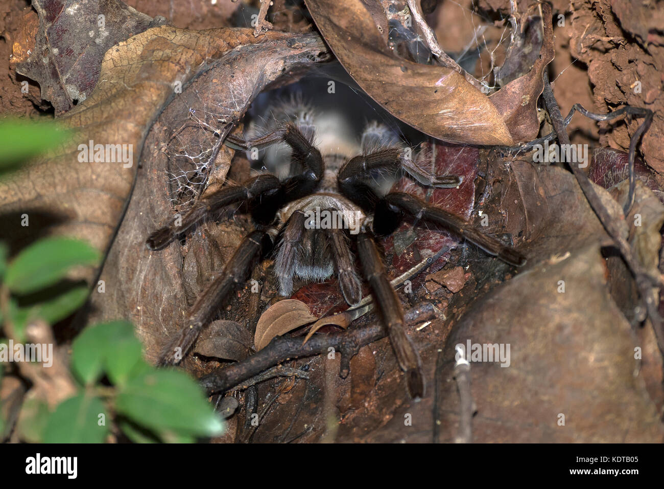 The Image Of Funnel Web Spider In Western Ghats Maharashtra India Stock Photo Alamy