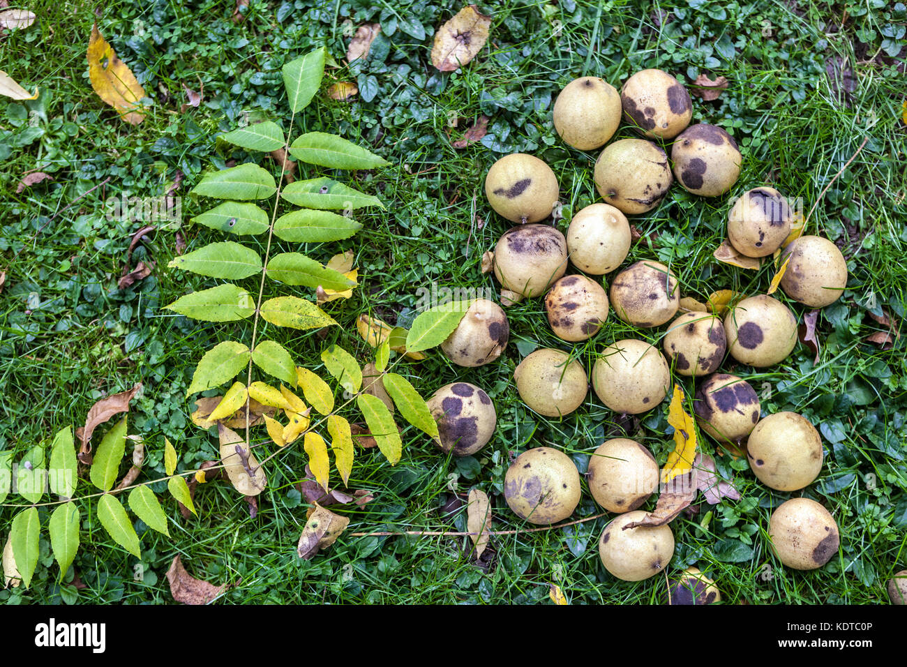 Juglans cathayensis or Juglans mandshurica, Chinese Walnut tree, autumn fallen leaves, and nuts Stock Photo