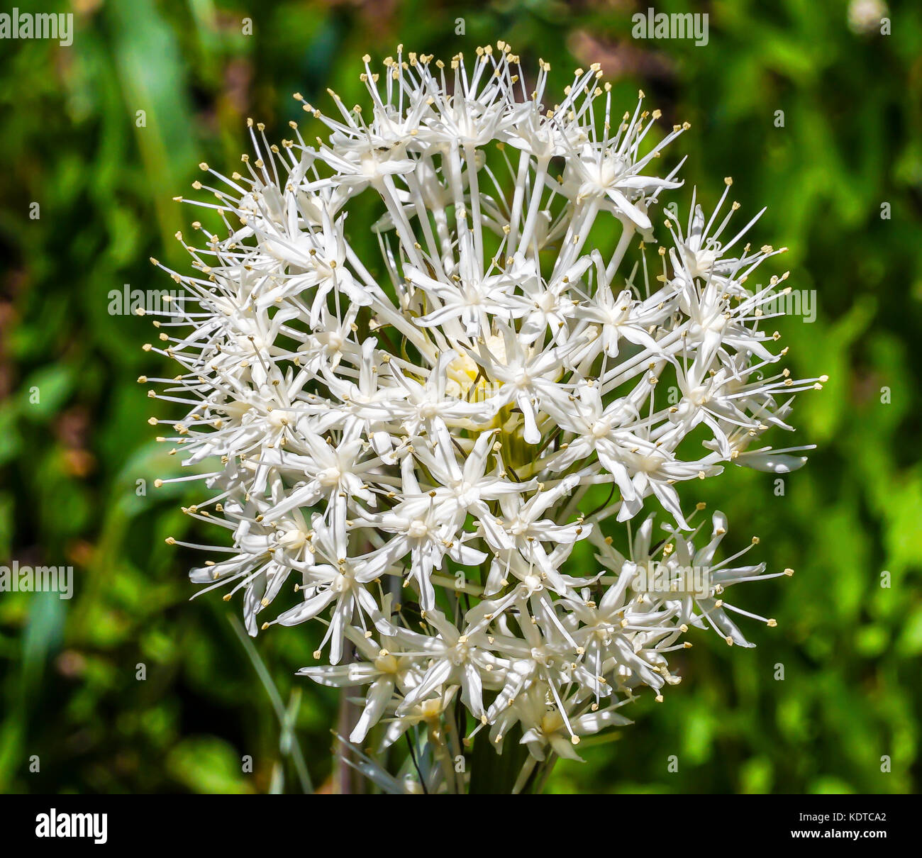 white-bear-grass-xerophyllum-tenax-wildflower-mount-rainier-national