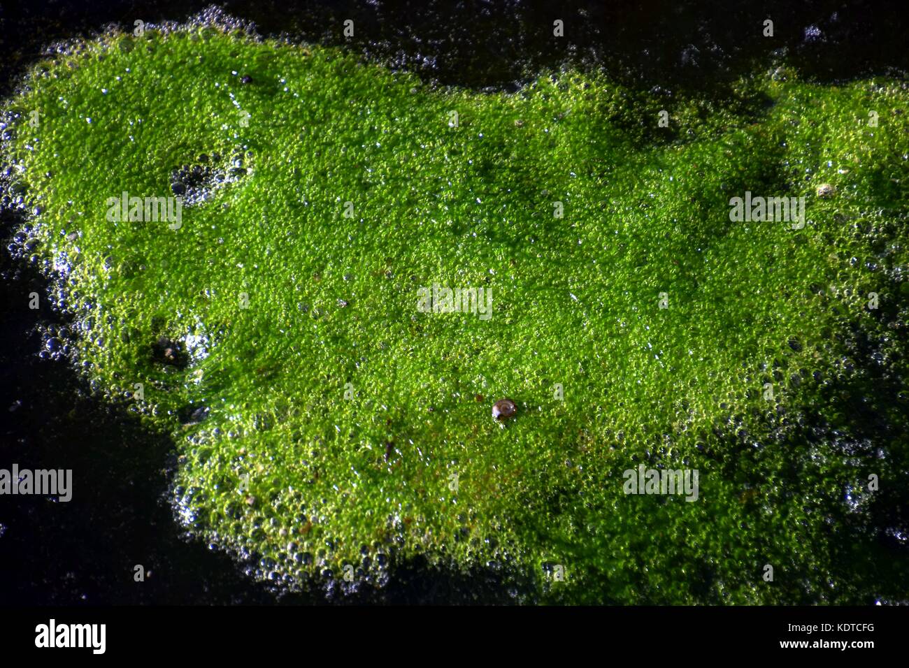 slimy green algae on a stagnant water in a moorland landscape, rural