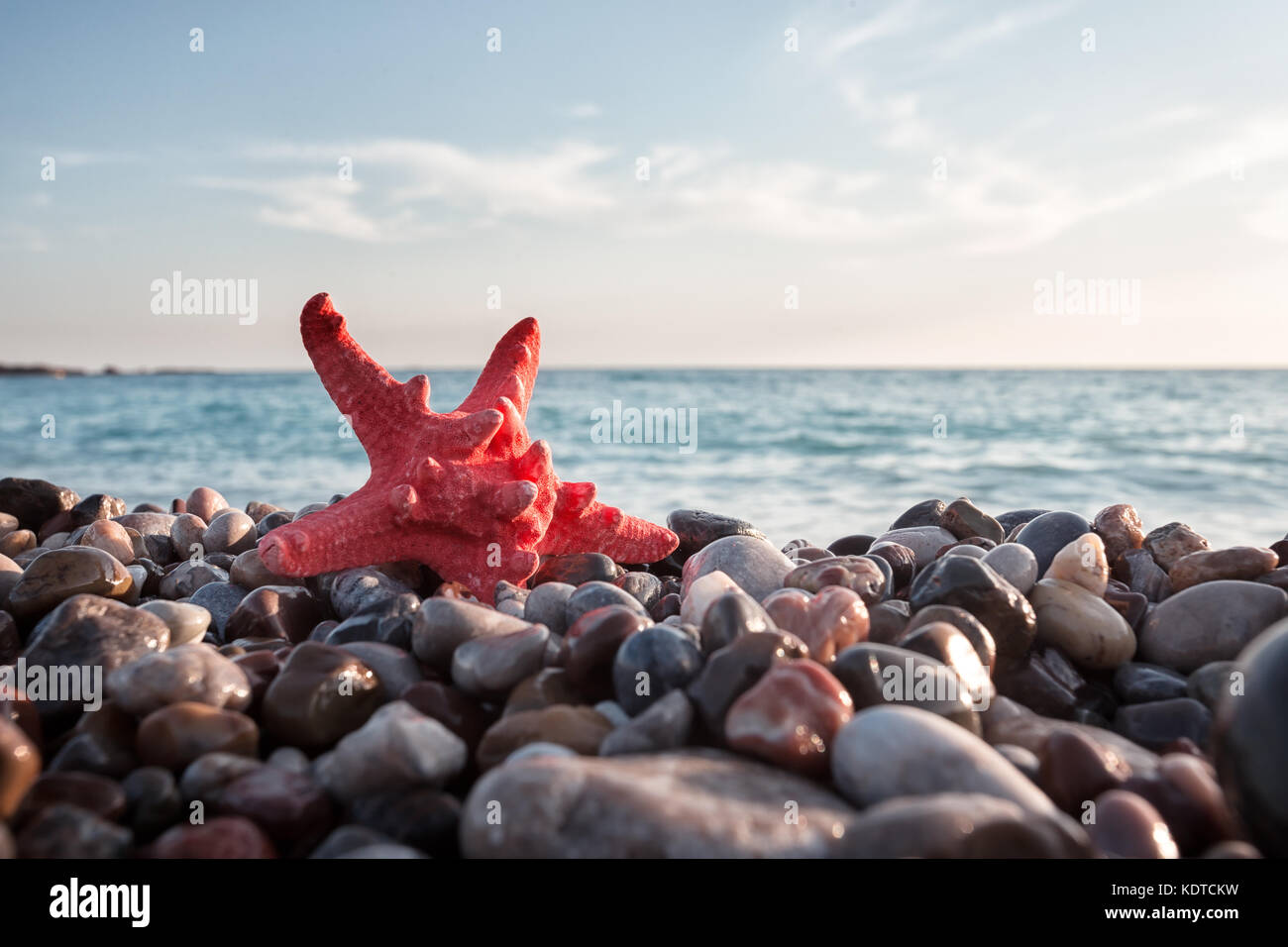 Red sea star on pebble beach Stock Photo