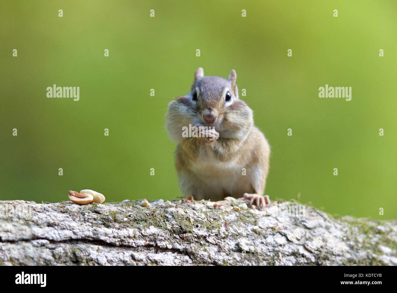 A little eastern chipmunk stuffing his cheek pouches with nuts Stock Photo
