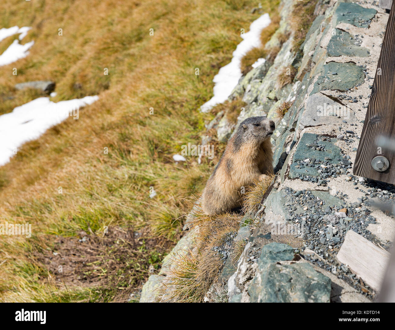 Alpine marmot on autumn mountain slope. Kaiser Franz Joseph glacier, Grossglockner High Alpine Road in Austrian Alps. Stock Photo