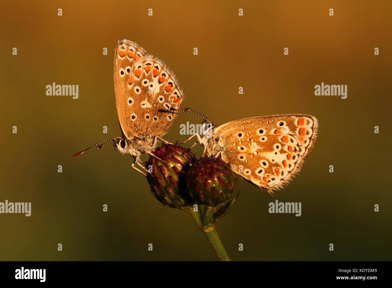 Common Blue and Brown Argus butterflies Stock Photo