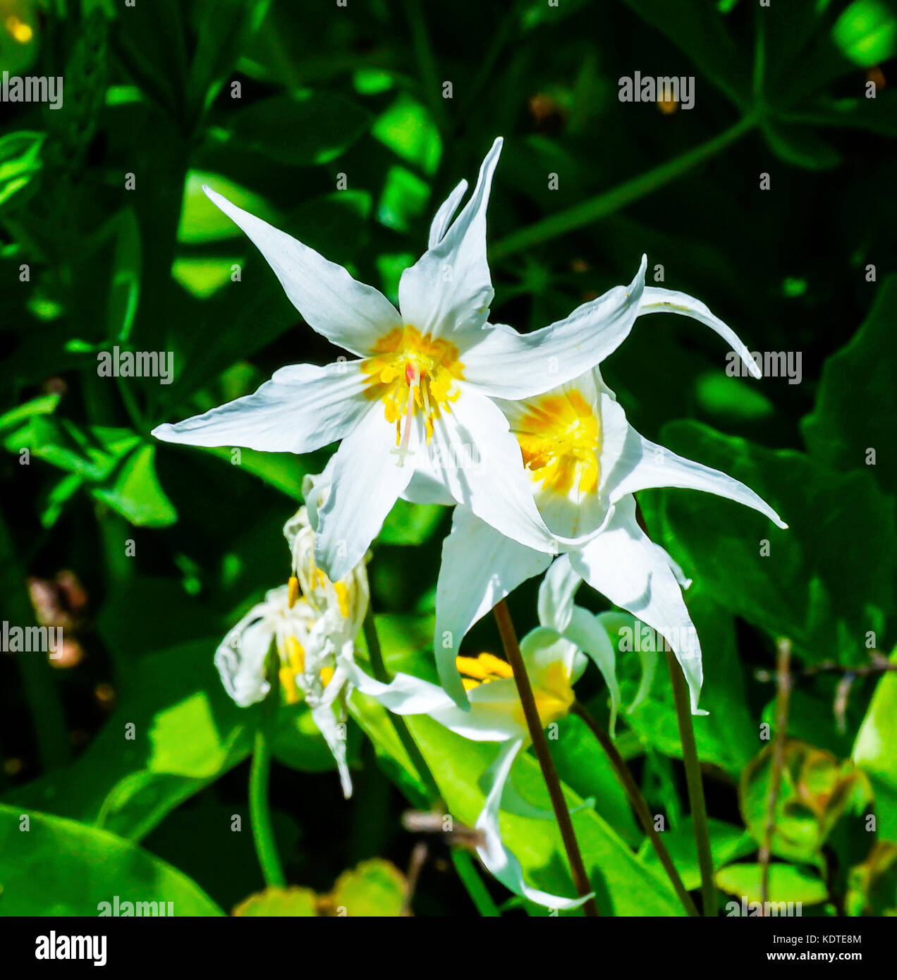White Avalanche Lily Erythronium montanum Wildflower Mount Rainier National Park Paradise Pacific Northwest Washington State Stock Photo