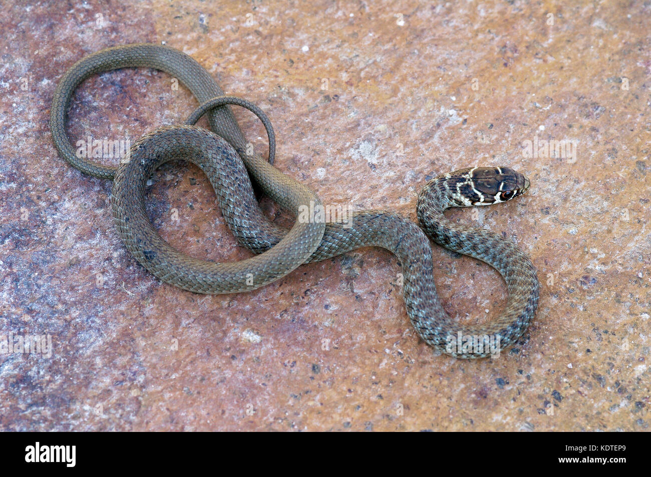 Young Green Whip Snake from Italy (Hierophius viridiflavus) Stock Photo