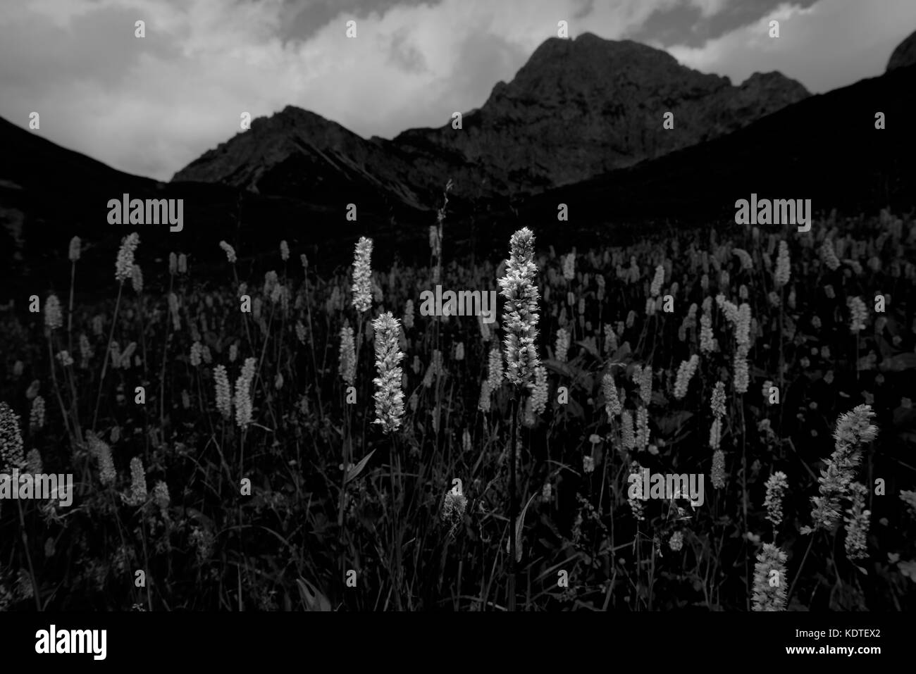 flower mountain black