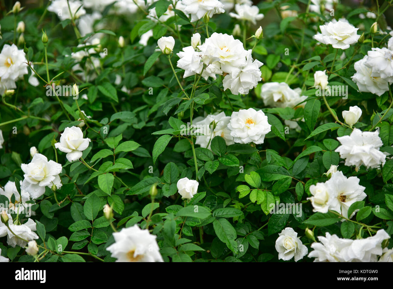 Natural white rose flower close up with buds Stock Photo Alamy