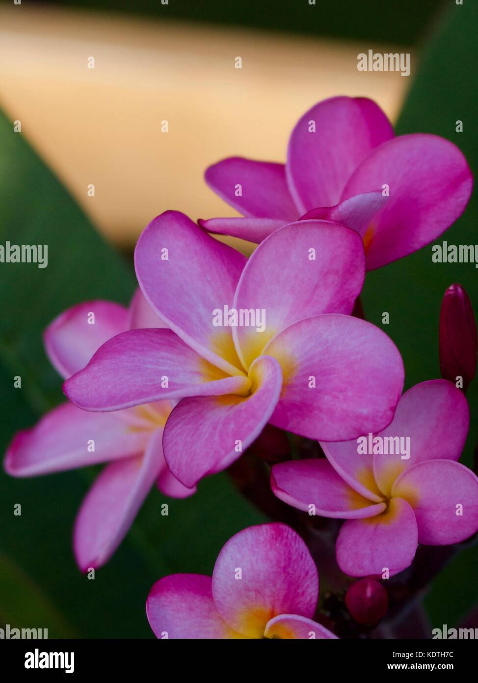 Cluster of Pretty Pink Plumeria (Frangipani) Flowers in Full Bloom