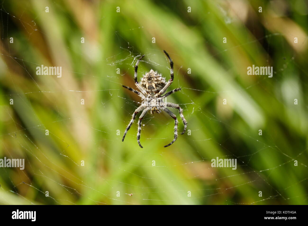 Orb Weaver Spider - eriophora transmarina Stock Photo - Alamy