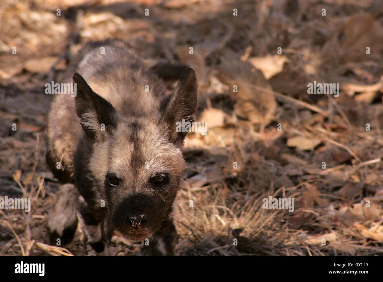African Wild Dog pup in Limpopo Province, South Africa Stock Photo