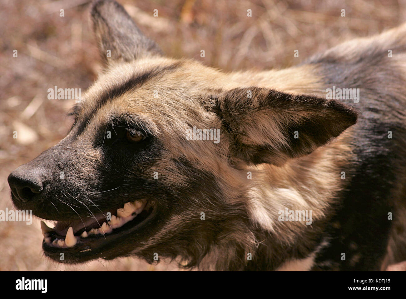 African Painted Dog face profile in Limpopo Province, South Africa Stock Photo