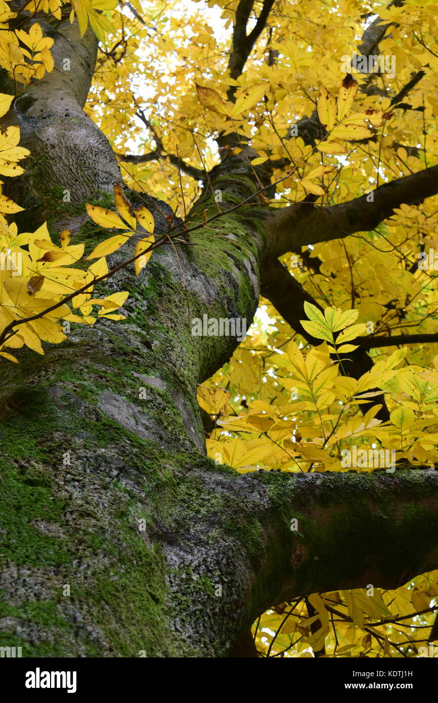 Butternut Tree Belonging To The Hickory Family In Autumn Fall Looking Up The Main Trunk Cara Cordiformis Stock Photo Alamy