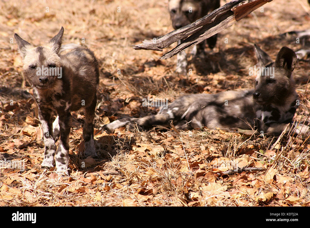 African Wild Dog pups in Limpopo Province, South Africa Stock Photo