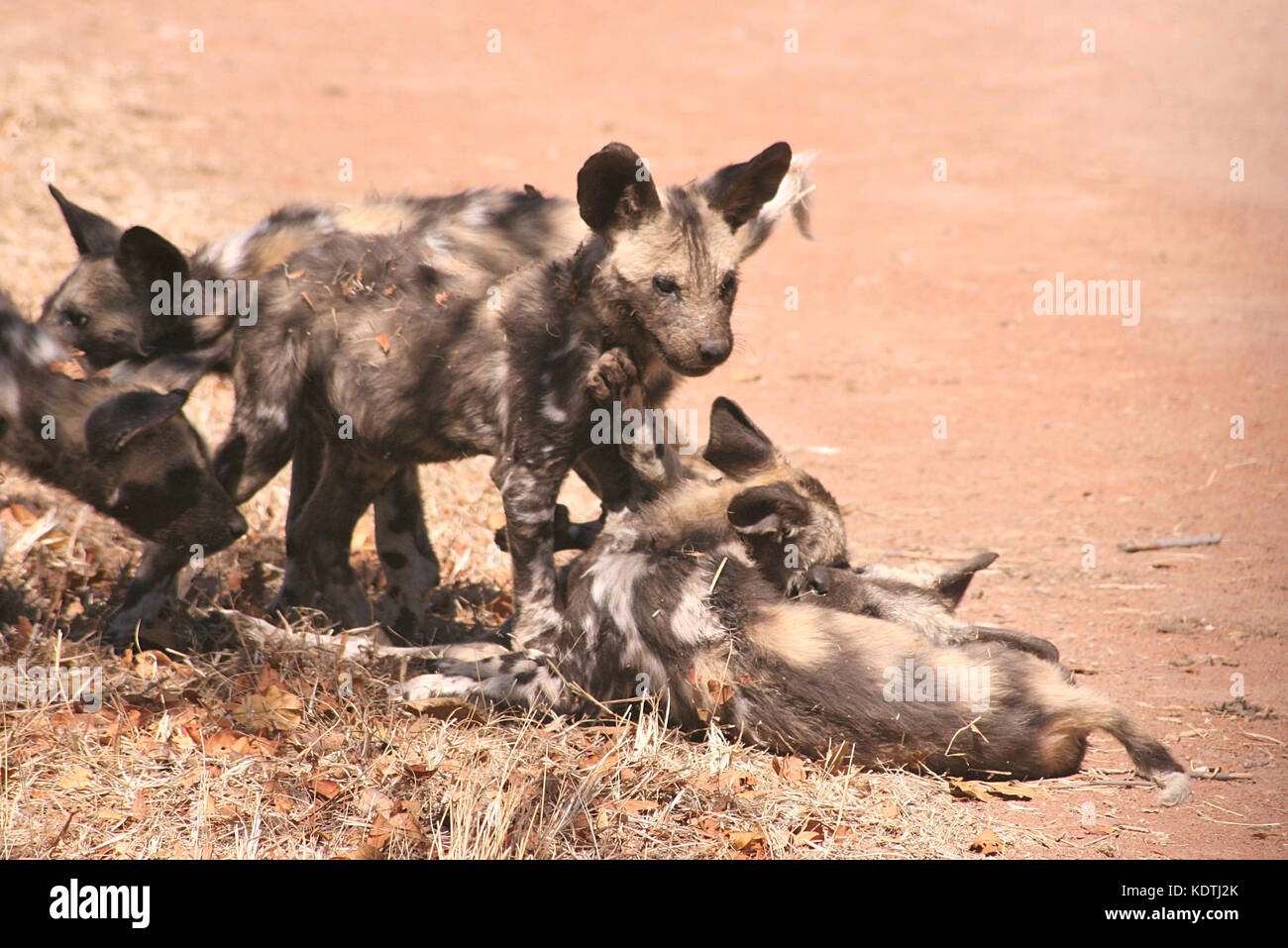 African Wild Dog pups sitting on the road in Limpopo Province, South Africa Stock Photo