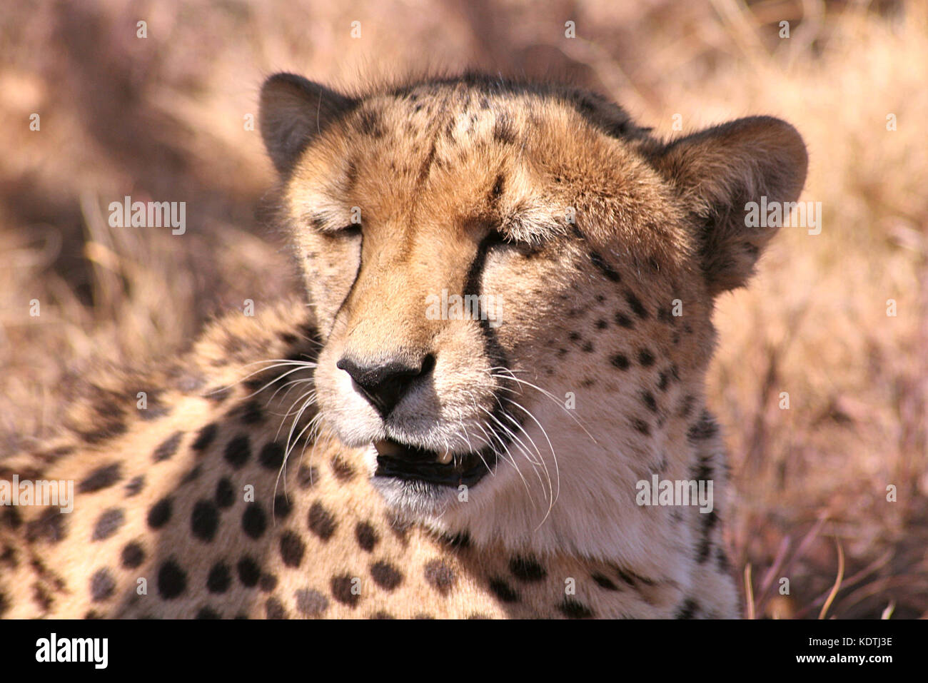 Cheetah with mouth open in Limpopo Province, South Africa Stock Photo