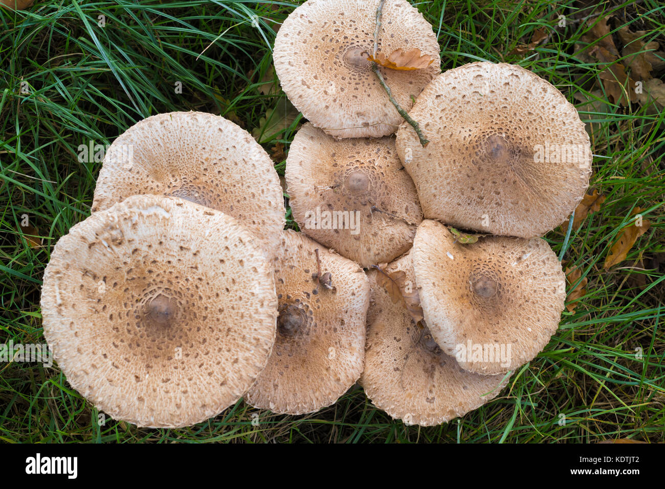 top view of some edible armlilaria mellea mushrooms Stock Photo