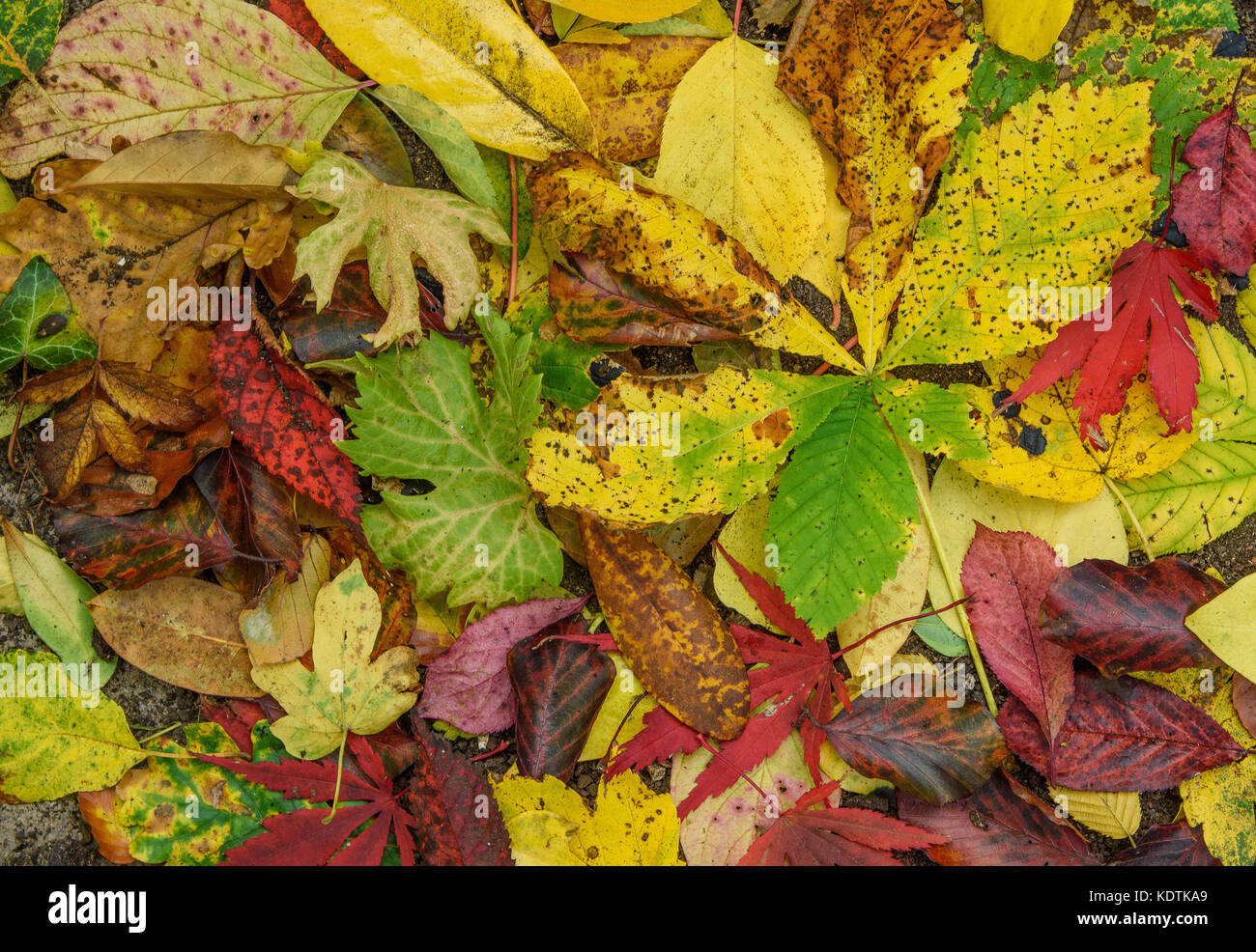 A collection of autumn leaves collected by children in a garden, Chipping , Lancashire. Stock Photo