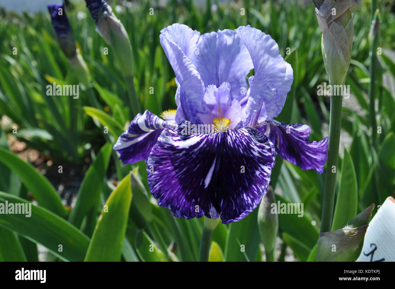 Tall Bearded Iris, Millenium Falcon Stock Photo - Alamy