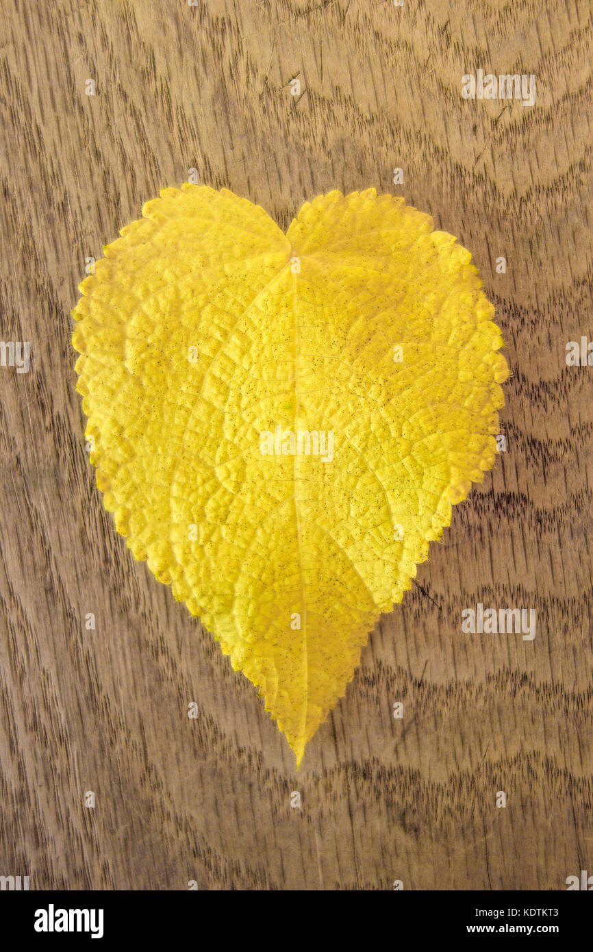 Heart shaped leaf on close-up. Yellow leaf of Sparmannia africana on a ...