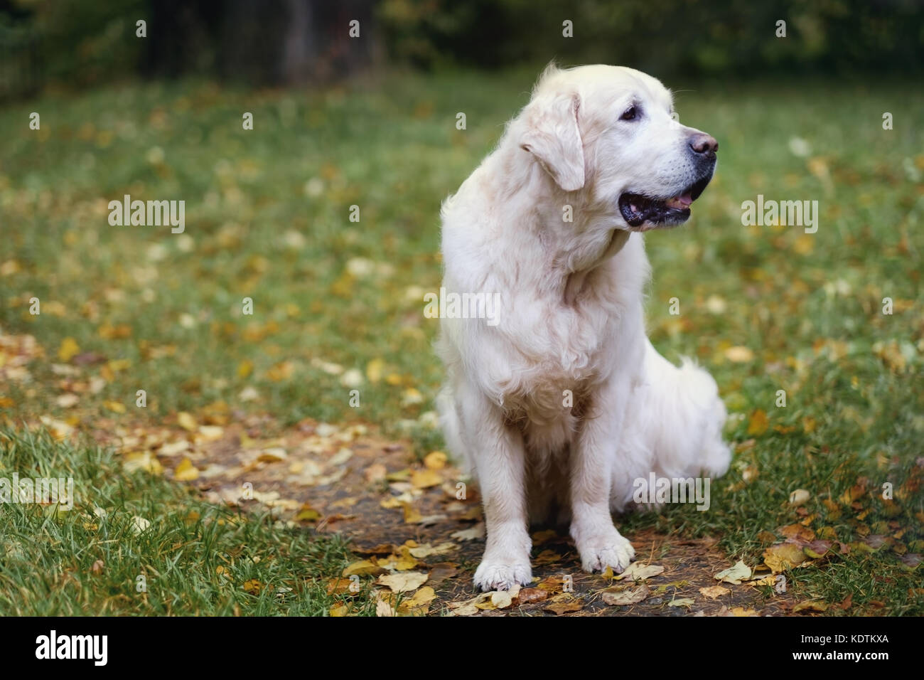 Adorable golden retriever sitting on green grass, outdoors Stock Photo ...
