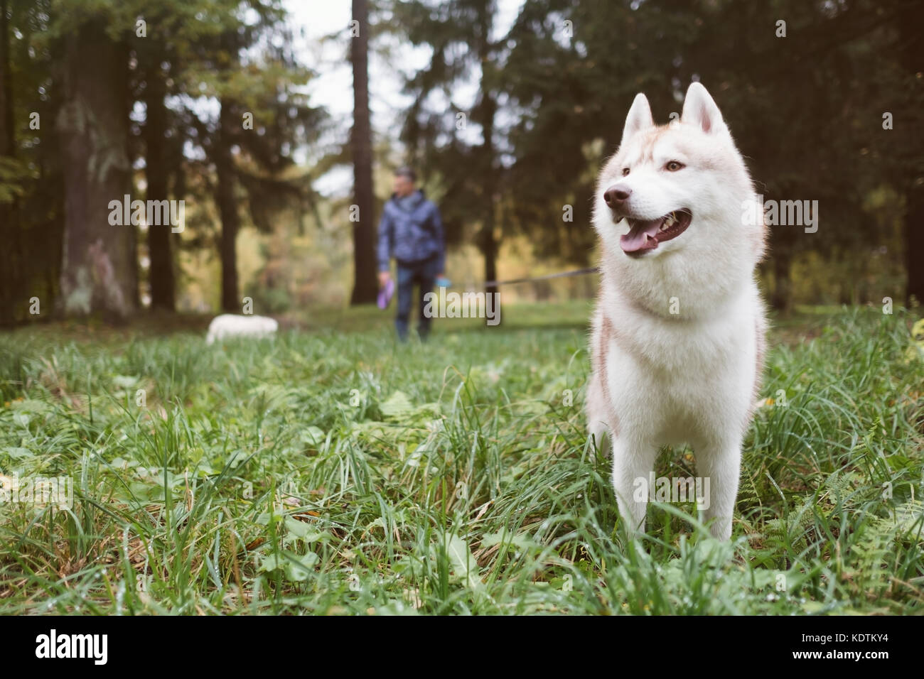 One Person Walking Dog Evening Stock Photos & One Person Walking Dog