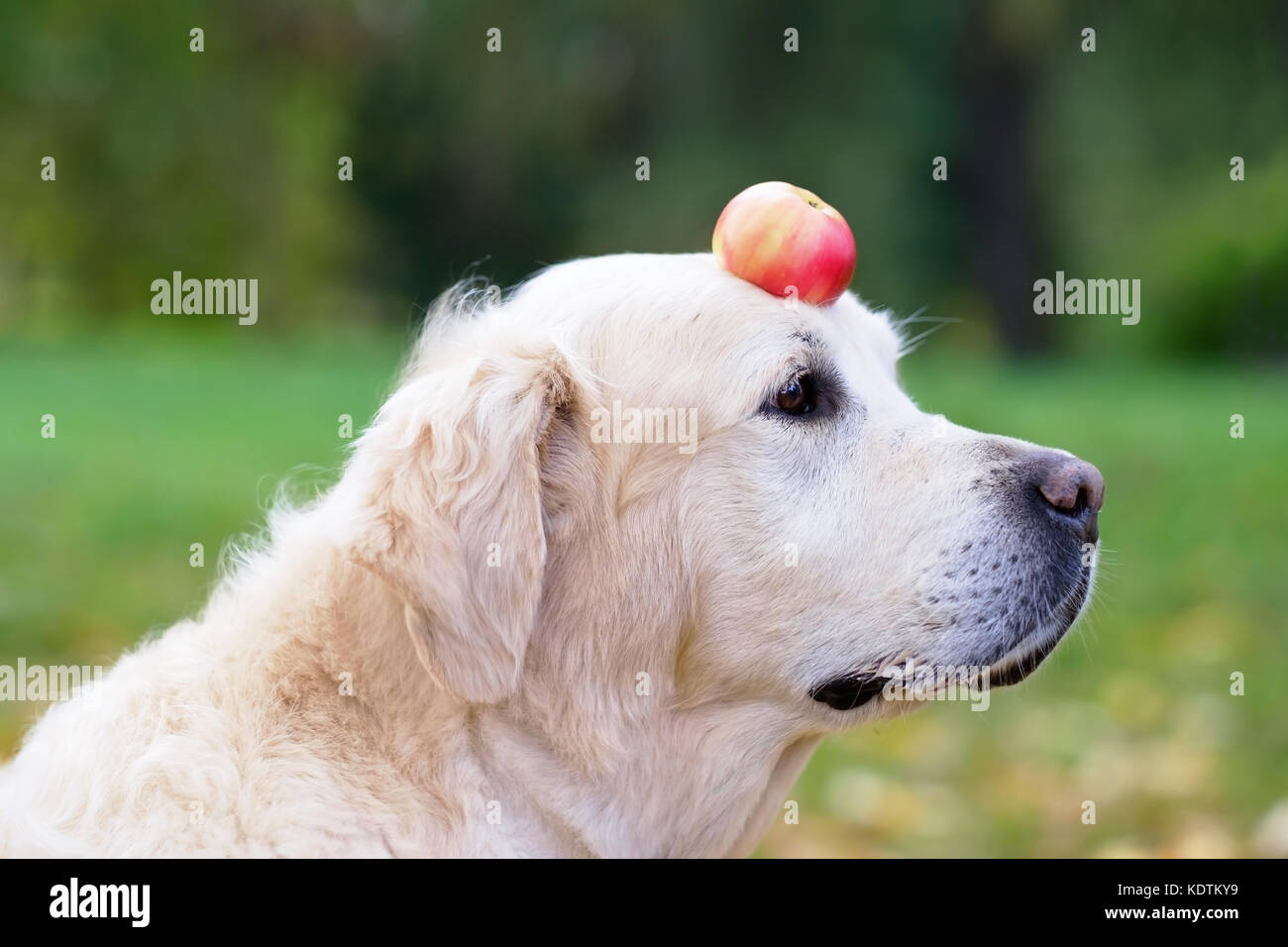 A golden retriever is holding an apple on his nose. Stock Photo