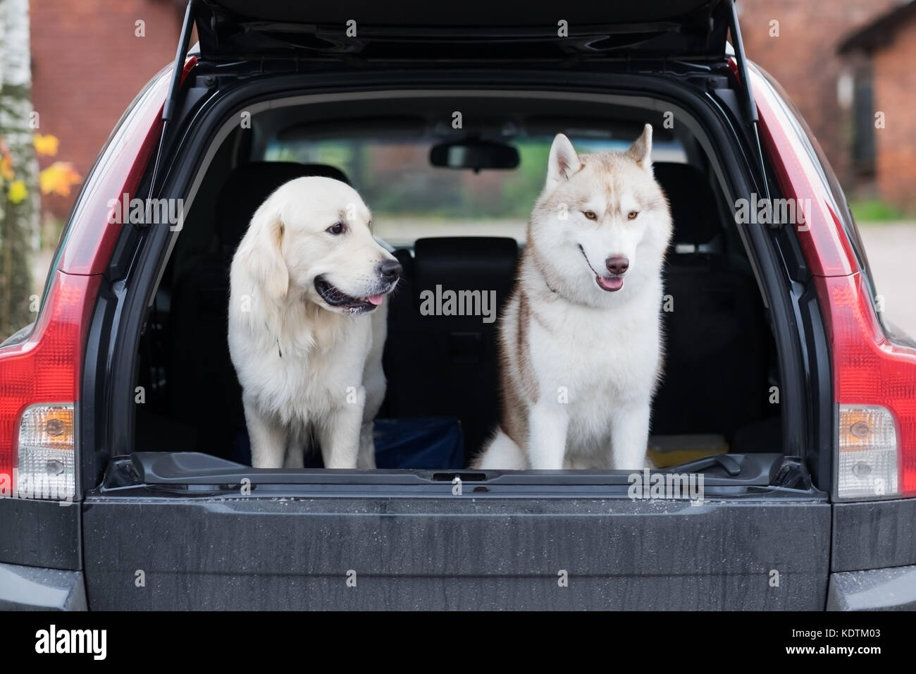 Domestic dog sitting in the car trunk. Preparing for a trip home after walking in park Stock Photo