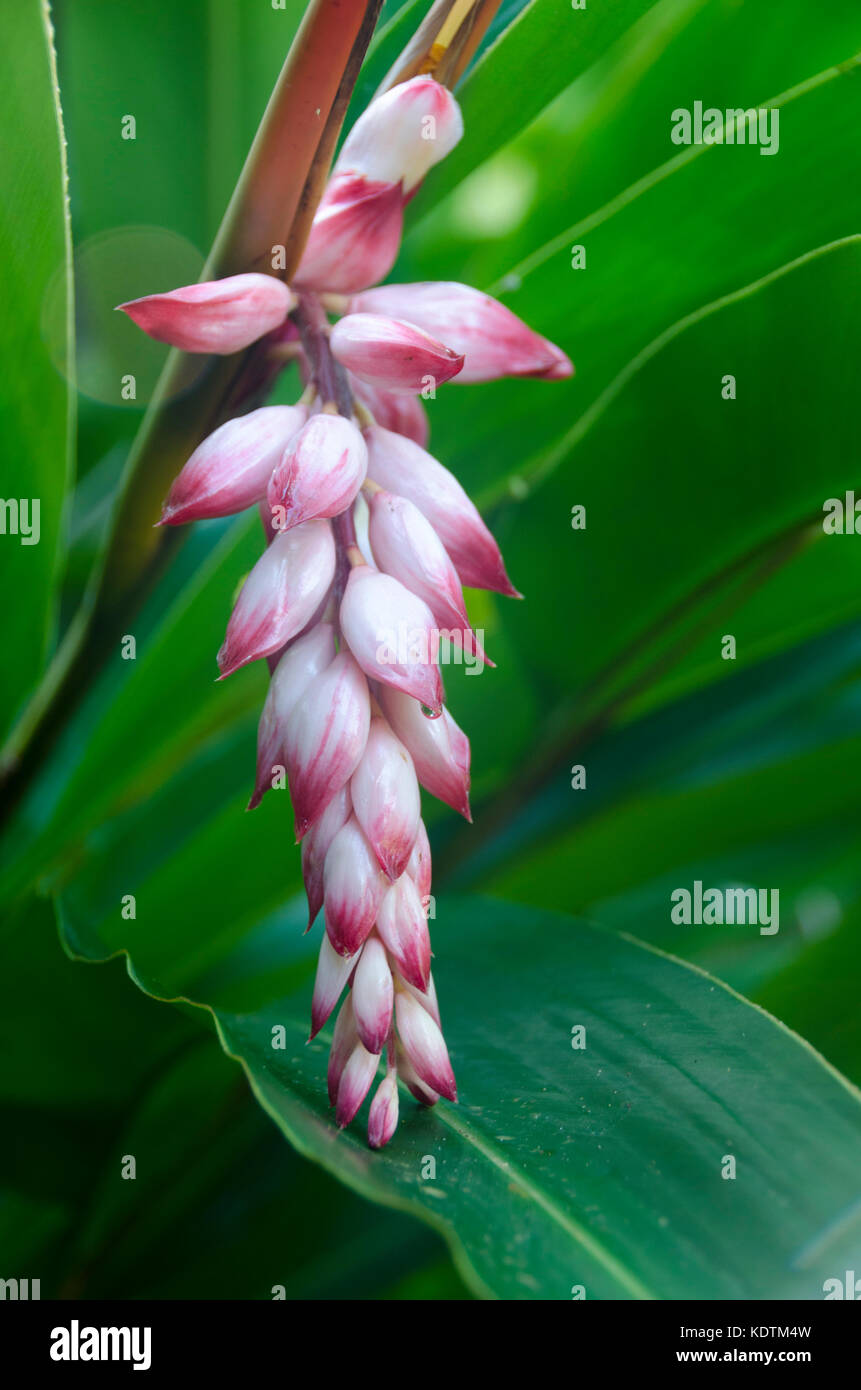 Tropical flower, Mutulau, Niue, South Pacific Stock Photo