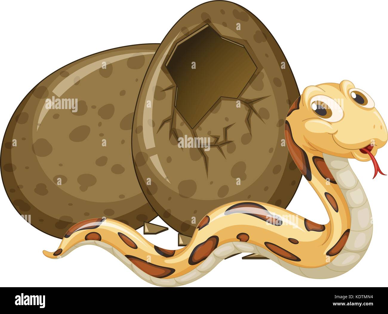 Snake eggs hatching hires stock photography and images Alamy