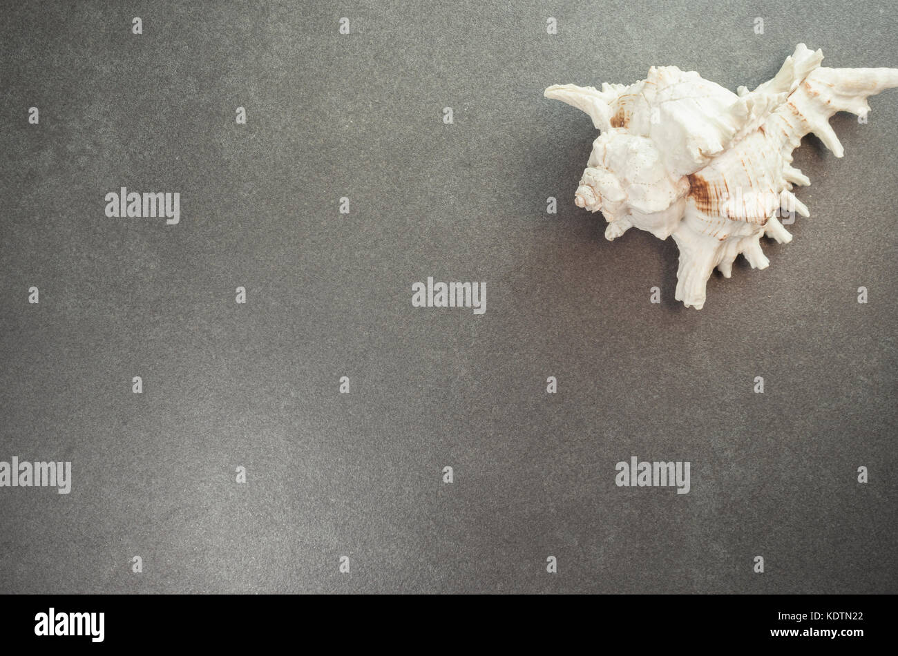 lace murex seashell on a dark stone surface - directly above view Stock Photo