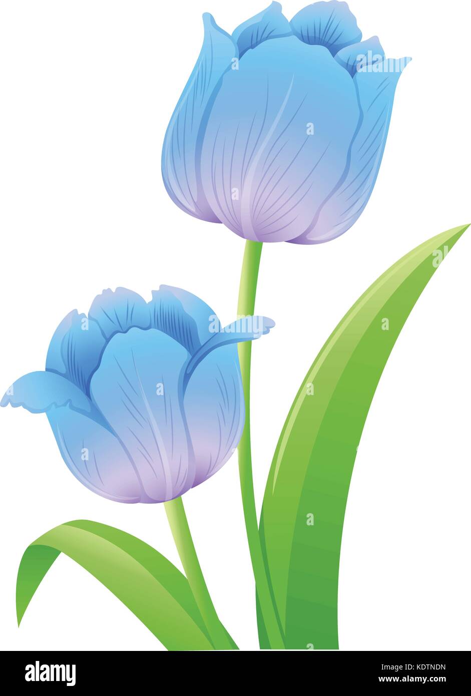 Blue tulips on white background illustration Stock Vector