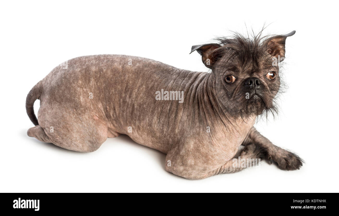 French bulldog chinese crested cheap mix