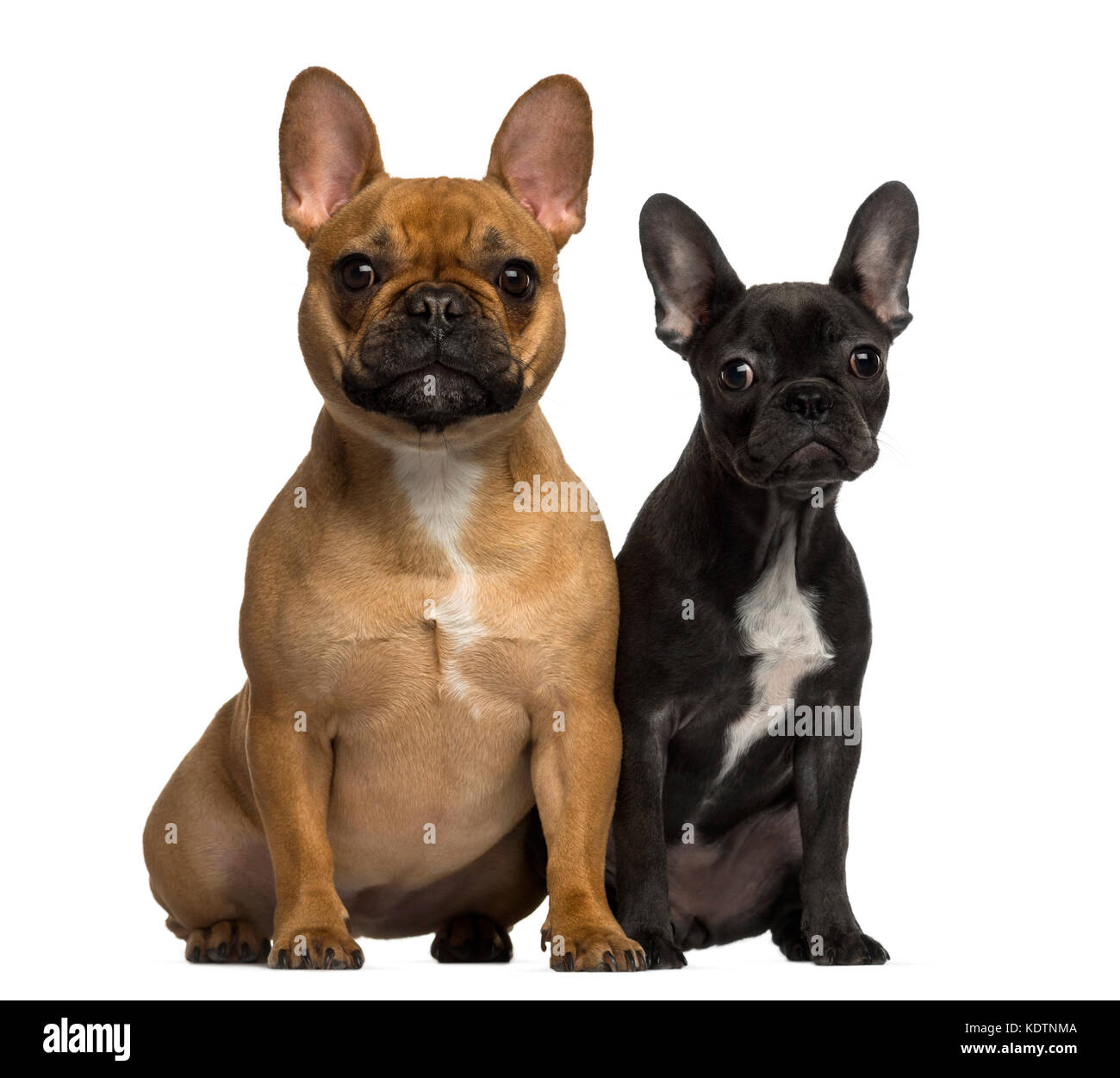 two french bulldogs