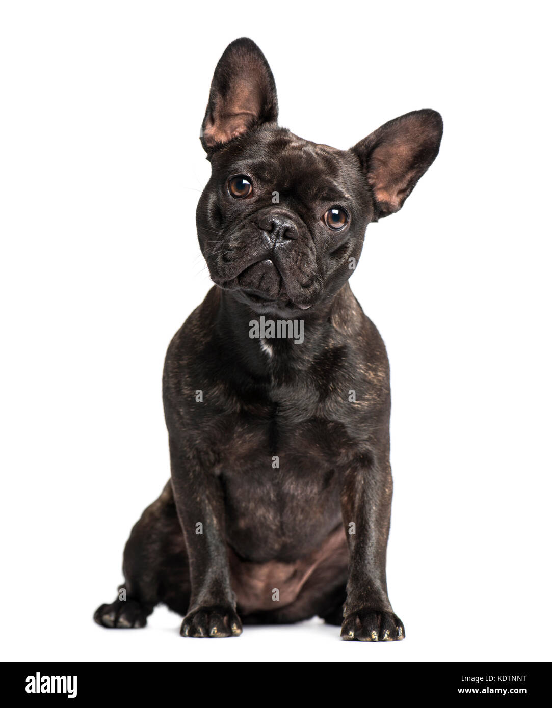 French Bulldog (1 years old) Stock Photo