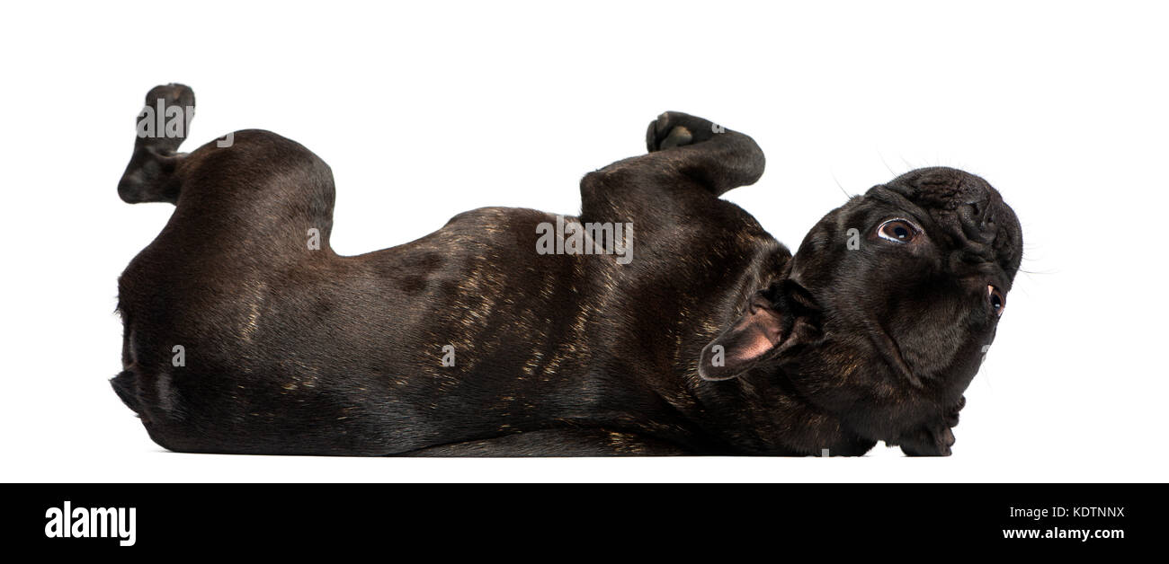 French Bulldog (1 years old) Stock Photo