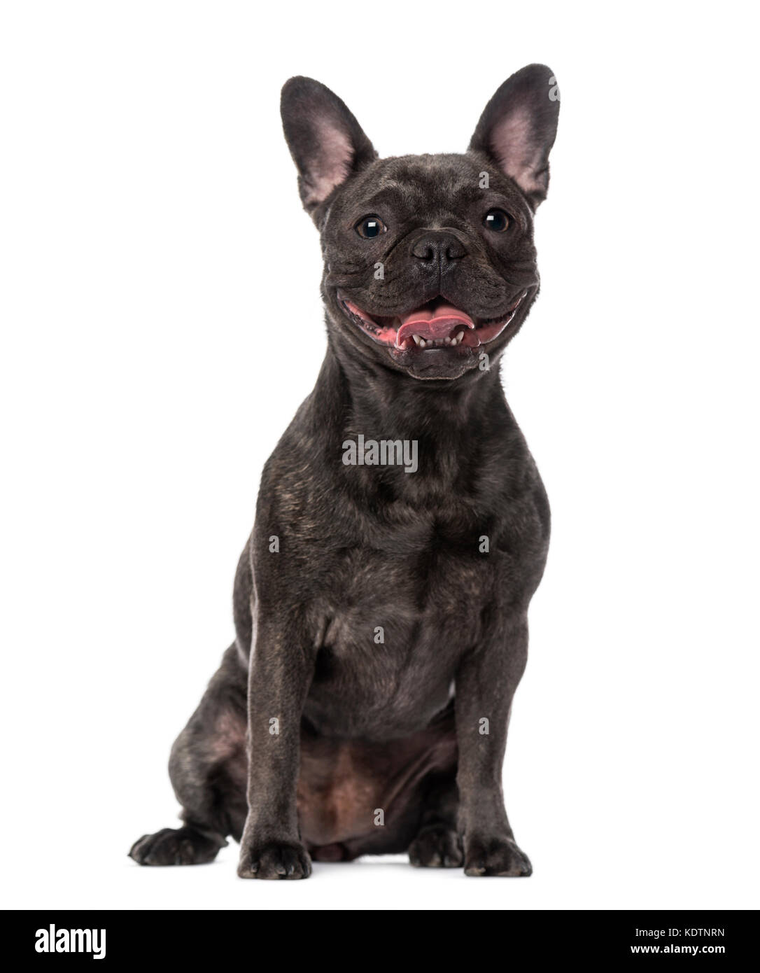French Bulldog (1 year old) Stock Photo