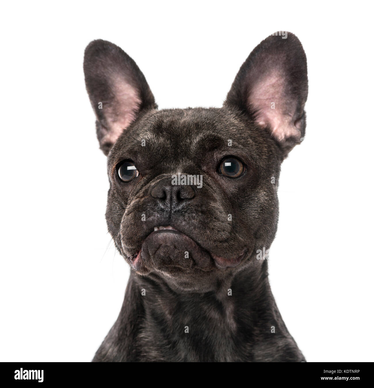 French Bulldog (1 year old) Stock Photo
