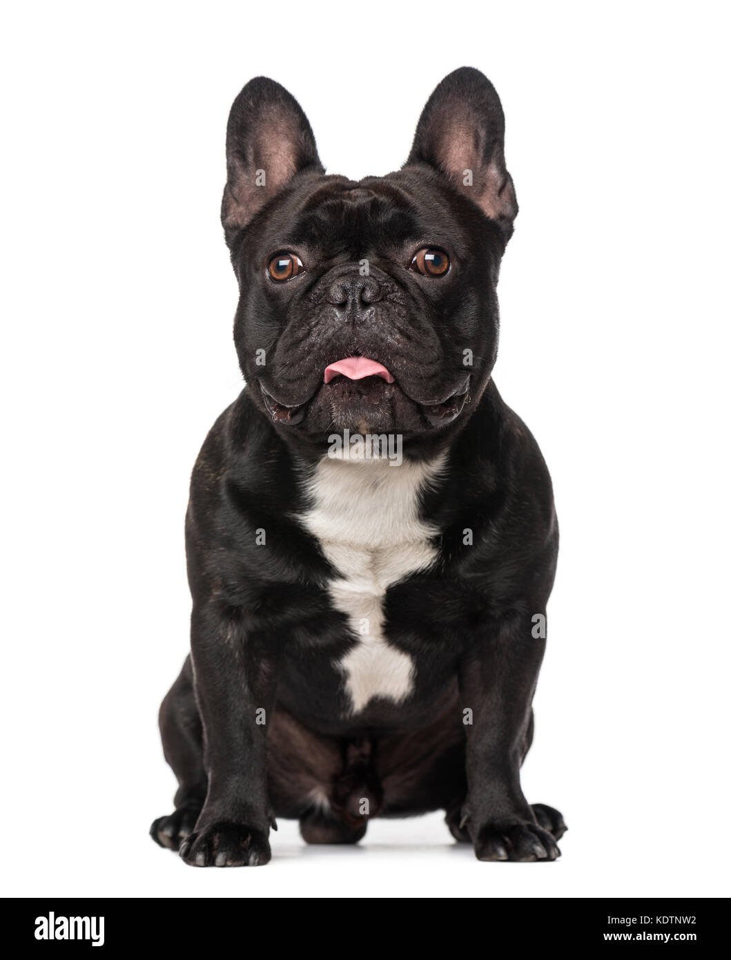 2 year old french bulldog