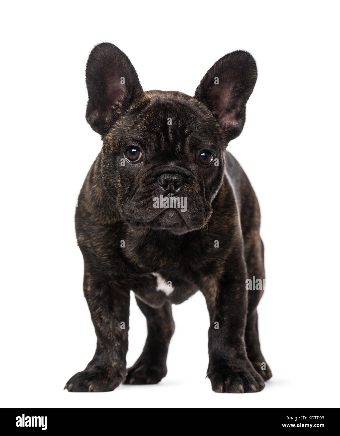 French Bulldog puppy (3 months old Stock Photo - Alamy